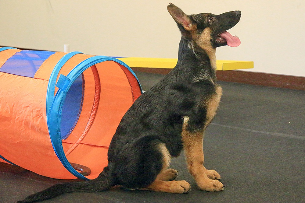 Perfect Pet Dog Training